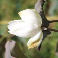 Nelumbo nucifera Gaertn.